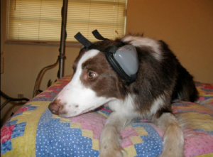 dog anxiety head phones fireworks
