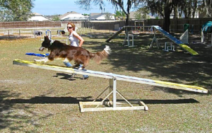 dog anxiety agility training