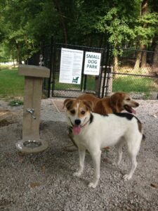 two dogs at dog park gate