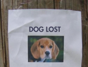 Lost dog poster