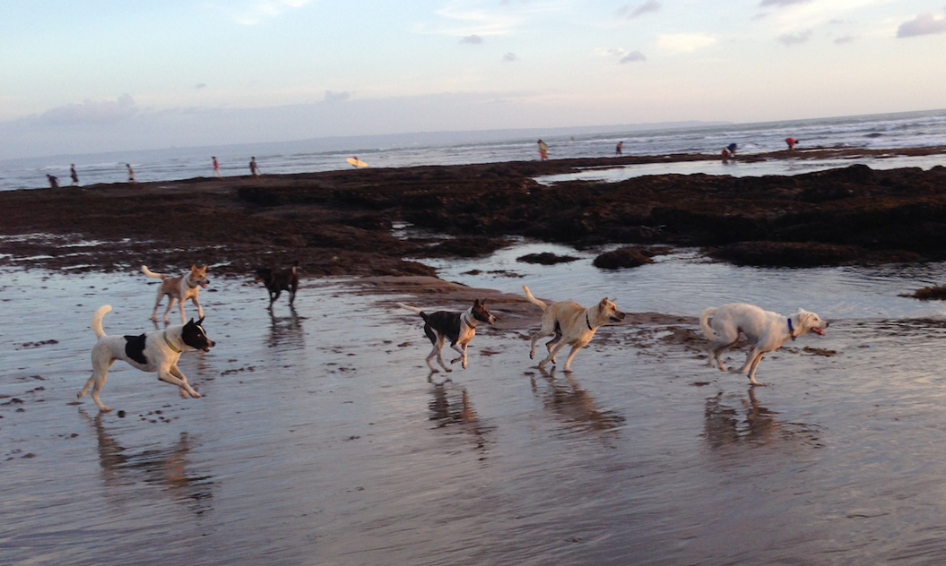 Free ranging Bali dogs running on the beach - credit Marco Adda
