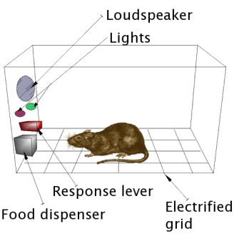 skinner box with rat inside. The box has a food dispenser, a floor with an electrified grid, an audio speaker, and lights that can blink
