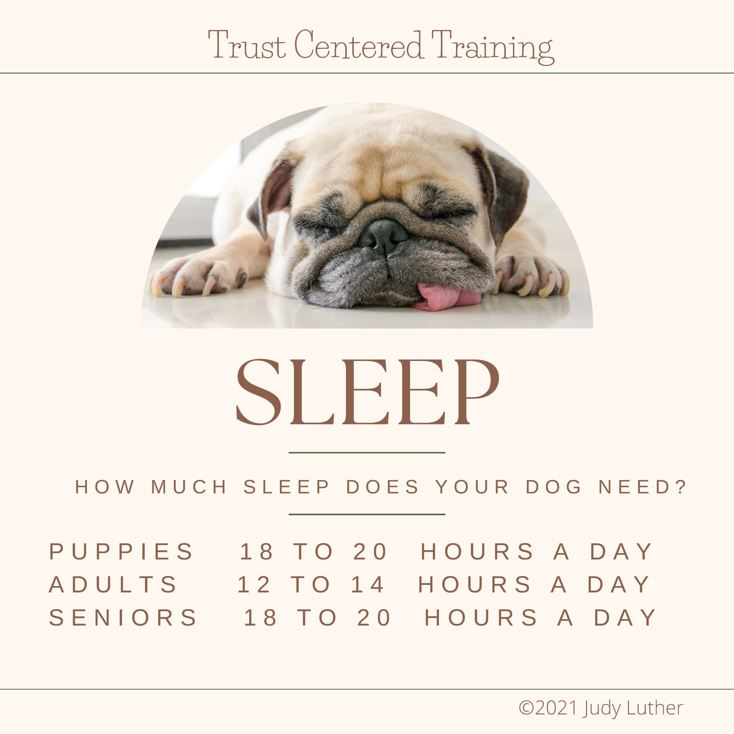 How much sleep does your dog need? Puppies 18-20 hours a day. Adults 12-24 hours a day. Seniors 14-20 hours a day.