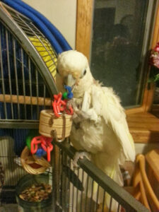 Goffin cockatoo plucking