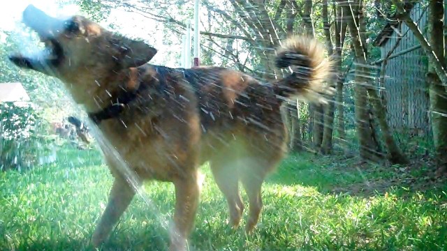 "The Dog Decides." Photo shows a brown dog being sprayed with water from a garden hose. Her mouth is open, tail is up, and she is very happy.