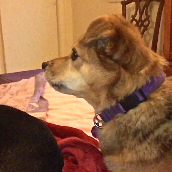 A sable dog with a purple collar with her cheeks puckered, about to bark. I classically conditioned another dog to respond positively to this. 
