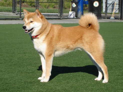 Light brown shiba inu dog with tail curled up over its back (normal carriage)