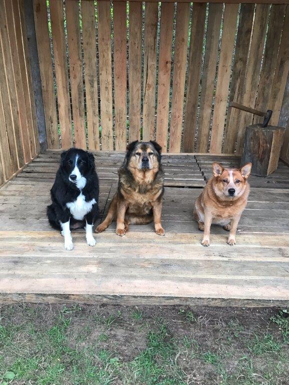Three dogs sitting in a row