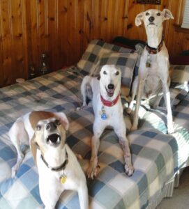 rescue greyhounds