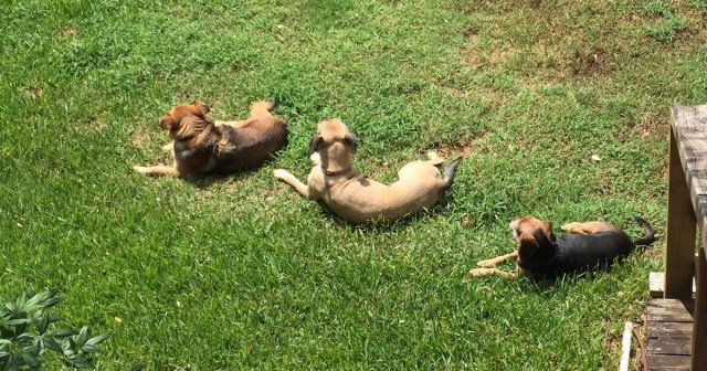 Three dogs lying on the grass as seen from above. It is local enhancement, imitation, or just that they agree on the best place for sun baths?