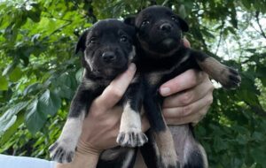 Two small puppies being held - one in each hand