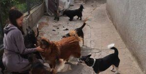 Woman petting a dog and three other dogs are walking around nearby.