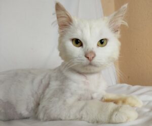 White cat with green eyes looking at camera.