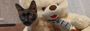 Thin cat snuggled sitting on a big teddy bear