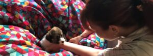 Woman petting tiny puppy