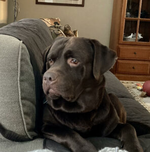 Chocolate Labrador, Bruno, on the couch watching critters.
