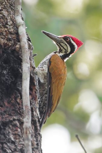 Woodpacker on a tree represents a ratio schedule of reinforcement. The Matching Law says the bird will find the easiest bugs to access and peck there