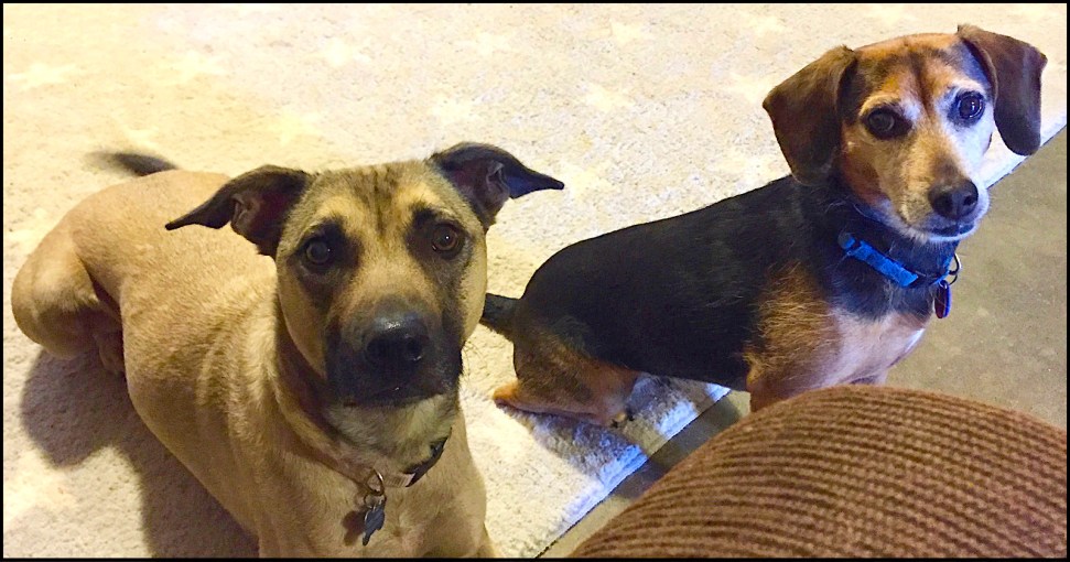 tan dog with black muzzle and smaller black dog stare at the camera expectantly