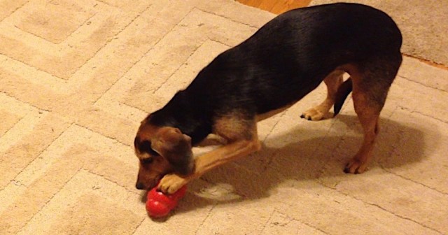 dog with tail between legs eating out of a Kong toy