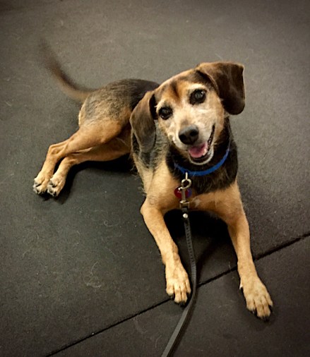 black and rust colored hound mix lying down looking relaxed