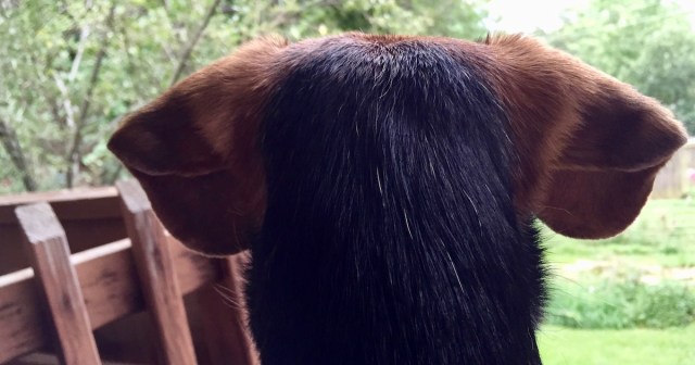 Black dog with brown ears, shot from the back. Ears express alert dog body language
