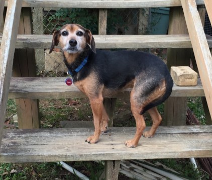 black and tan dog showing fearful dog body language