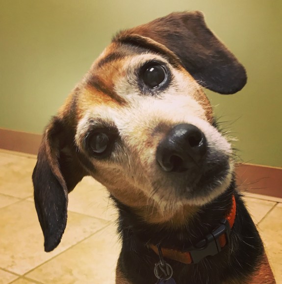 Black and brown dog with her head tilted, as if to ask a question