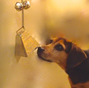 A small black and tan hound type dog is nose targeting a cow bell at the end of a string of bells