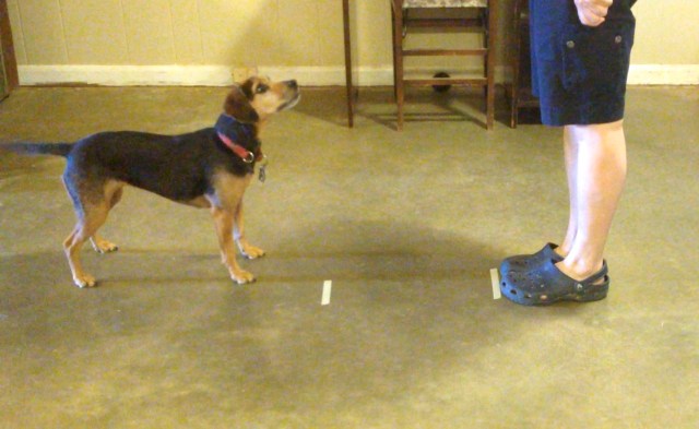 A small black and rust hound is standing several feet from a human (we see only lower half of human), looking up at her