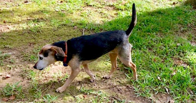 Black dog with tail held high