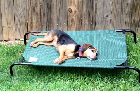 The Choice Challenge: Zani, a small black dog, is lying on an elevated bed with her eyes open and paying close attention. She is keeping her options open. 