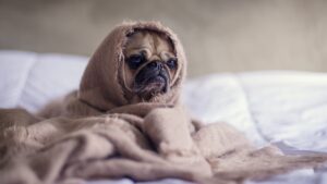 Small pug, sitting up, wrapped in a blanket.