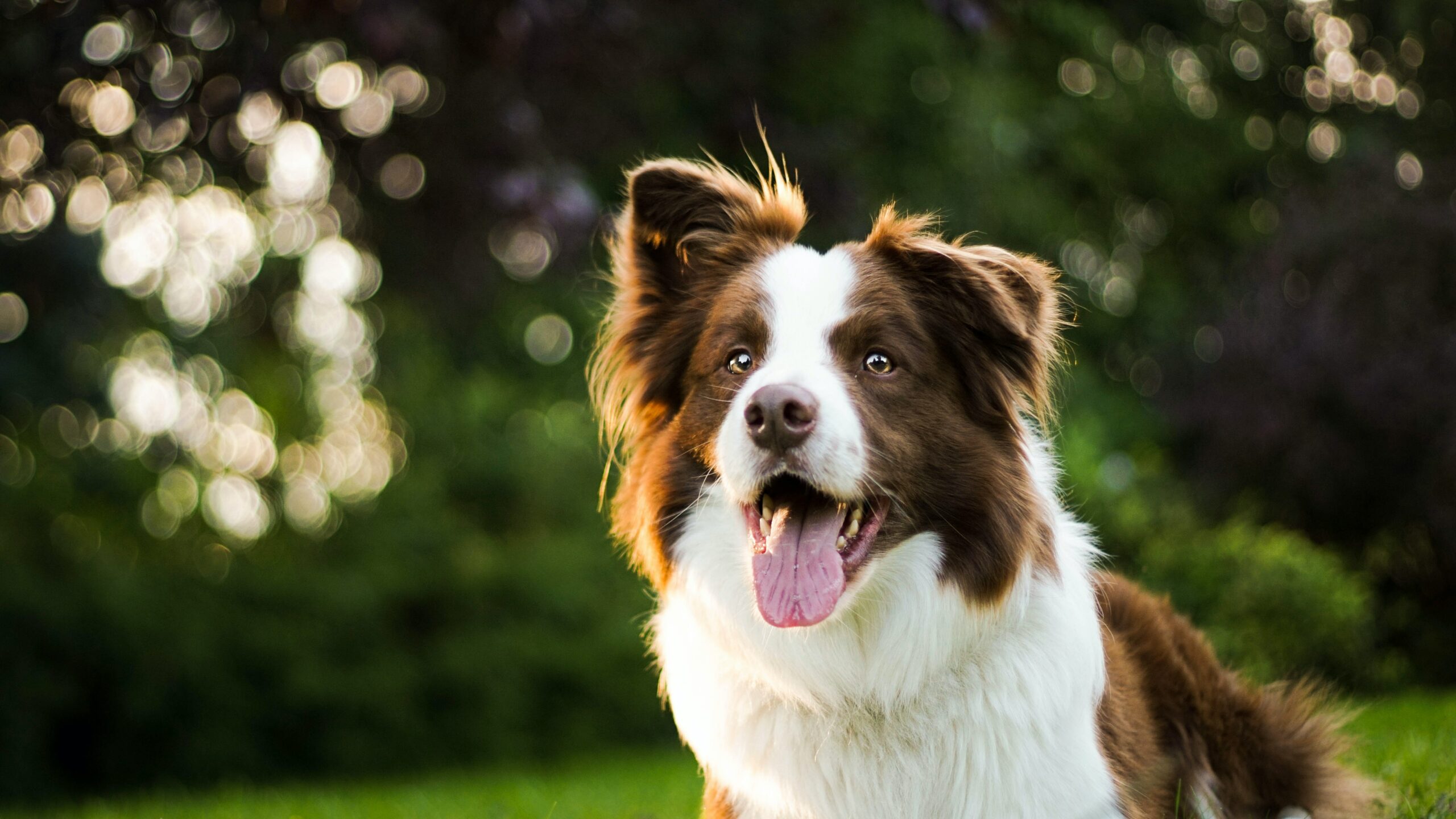 Brown and white fluffy dog outside