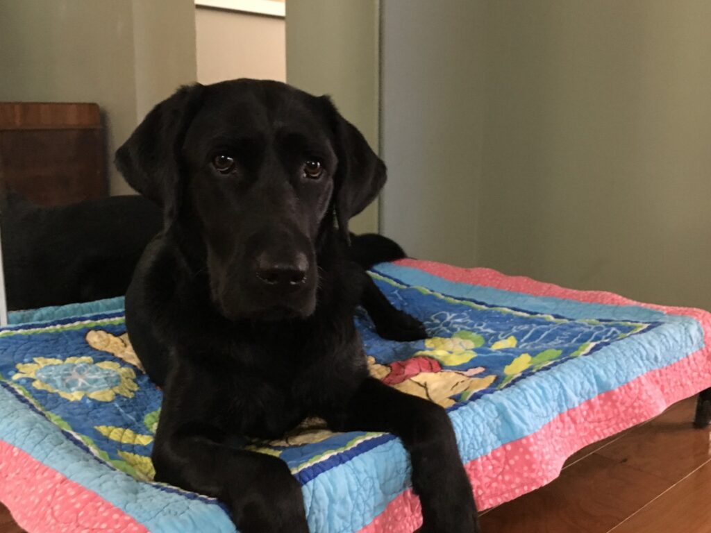 Koala, a black Labrador, rests on her hammock-style dog bed