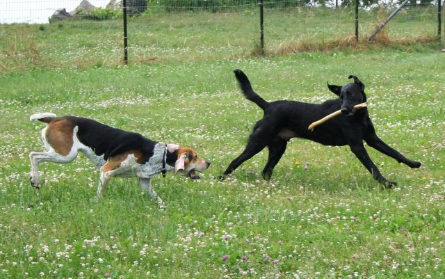 foxhound and black lab playing in a field