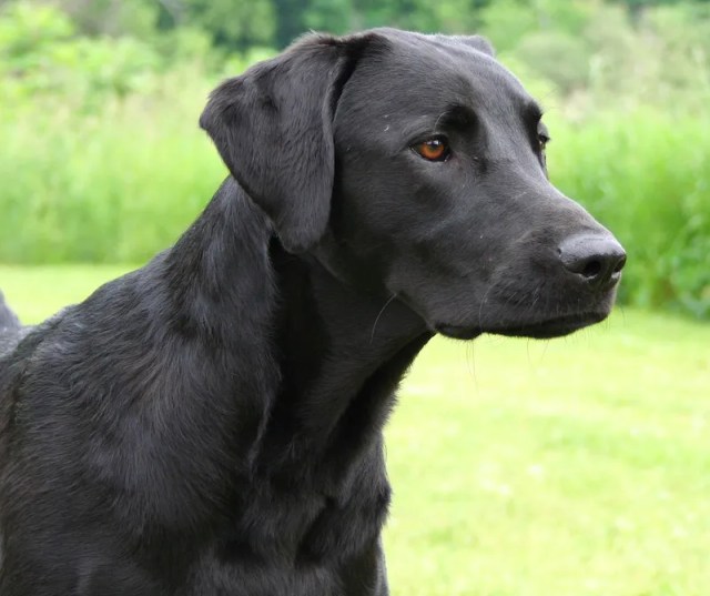 head shot of a black lab who is looking at something