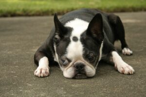 black white boston terrier lying down