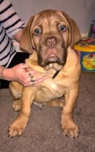 Large Mastiff puppy