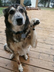 This dog is raising her paw which, in this case, is an overt  appeasement gesture. Paired with her anxious facial  expression this indicates she feels unsure or uncomfortable. The raised paw is often misinterpreted as the dog “wanting to shake hands,” which is another example of behavior   myopia in action