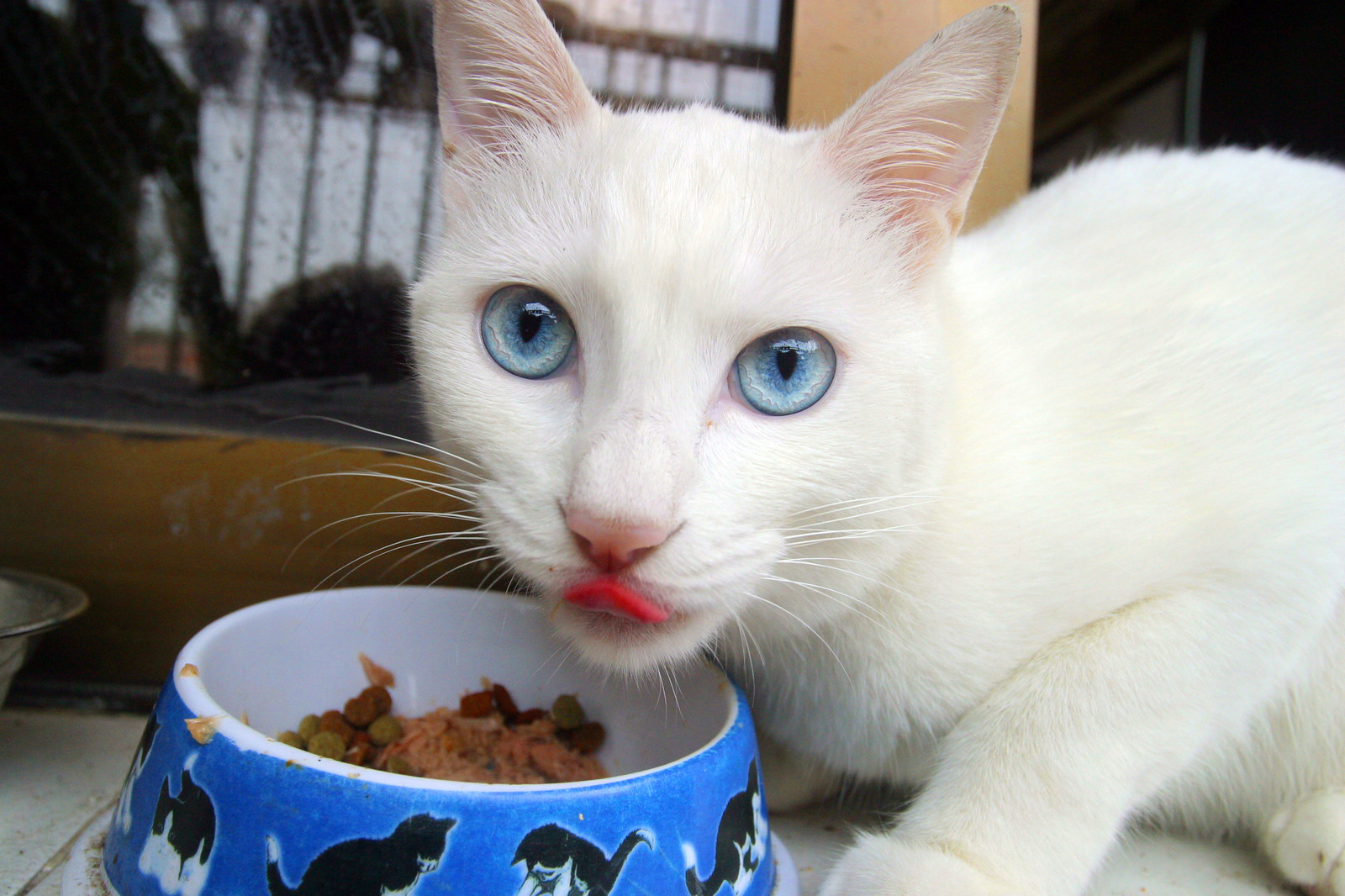 Blue eyed white cat eating a dish of kibble