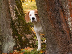 safety dog training