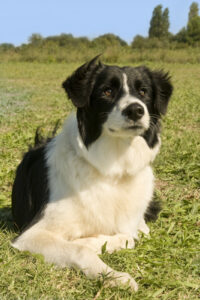 deaf border collie