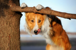 Shaping is about developing a behavior that is not yet in the dog's repertoire. Photo © CanStock Photo