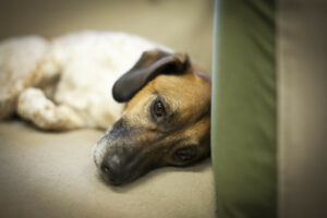 Teaching a dog to be left alone is very useful for pet owners. Photo © Can Stock Photo