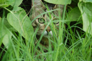It is believed that hiding pain is an integral part of a cat’s survival strategy. Photo (c) Can Stock Photo