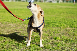 leash reactive dog