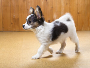 papillon walking on shiny floor