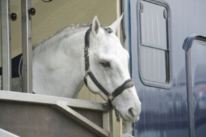 horse in trailer