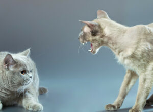 Clicker training can be used to reduce tension between cats, and training the cats to respond to their names can head off potential conflicts. © Can Stock Photo/mr_Brightside
