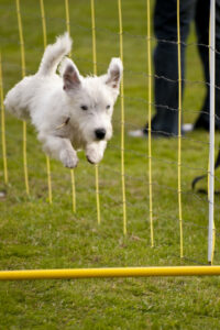 dogs agility jump